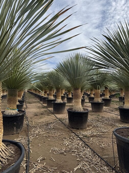 Sunny Tree - Yucca Rostrata - Palmier - Hauteur de la tige 50/60 cm - 180 cm - Lys de palmier rustique - 3