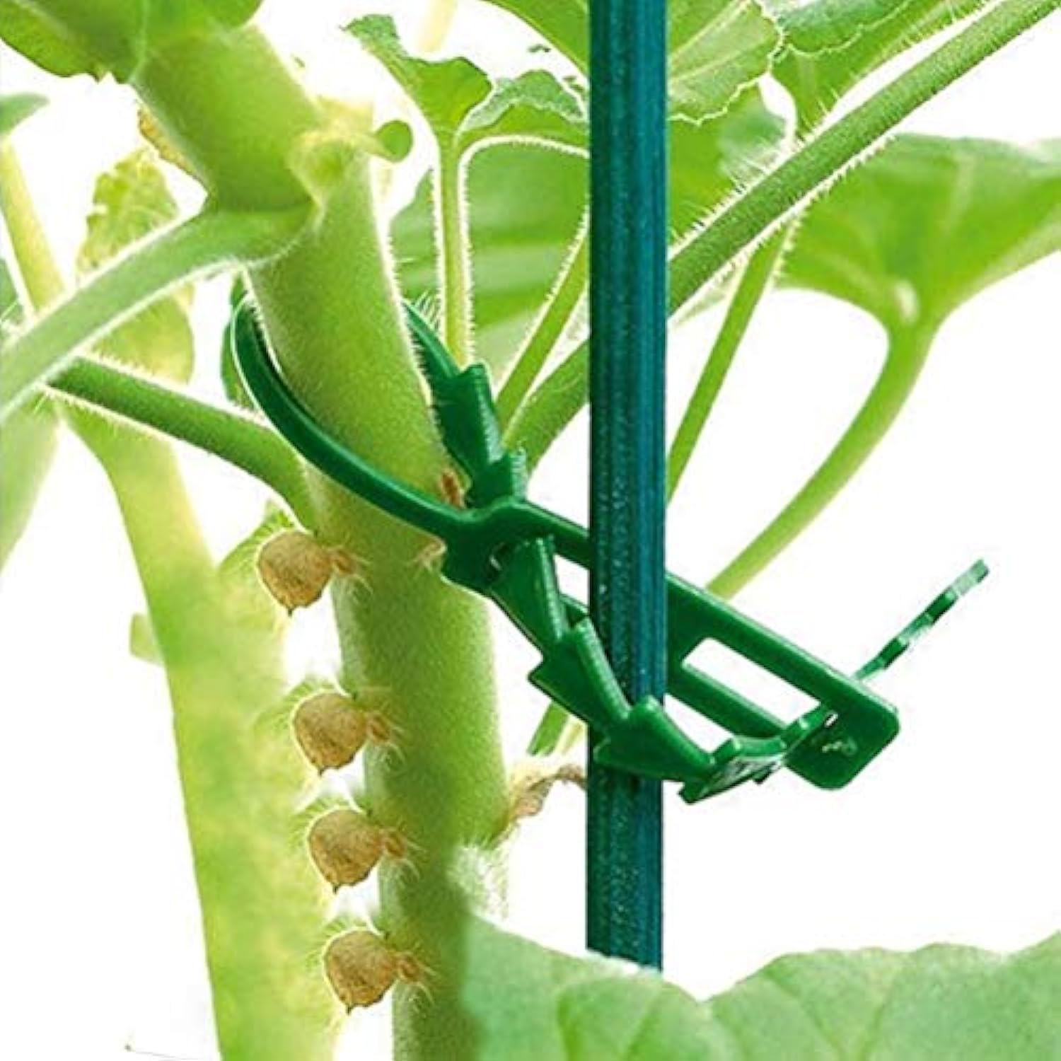 Attaches torsadées réglables pour plantes de jardin, 150 pièces, attaches en plastique flexibles, attaches de vigne (vert) - 7