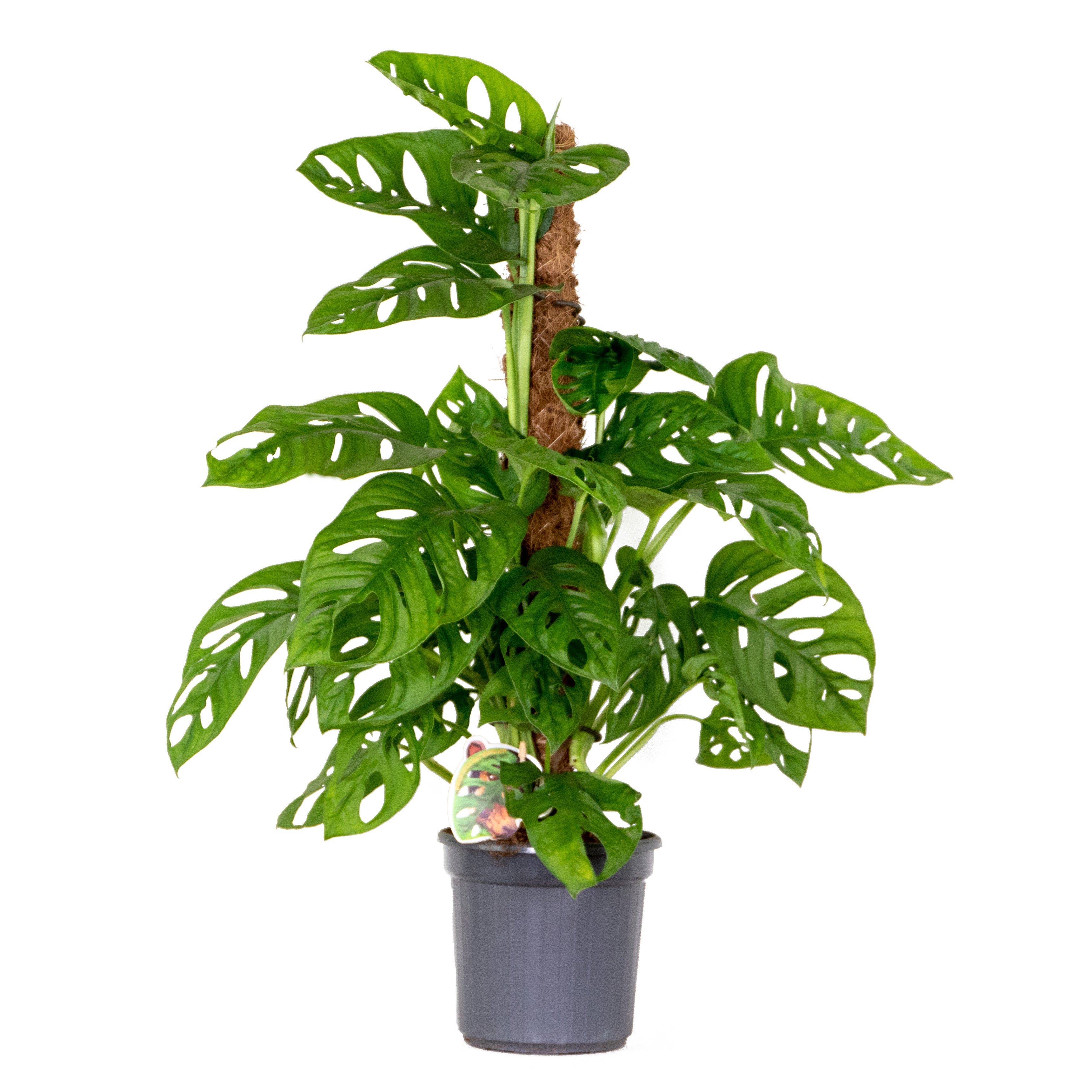 Monstera Adansonii avec tuteur - Plante 'Monkey Leaf' - Dépolluante - H ...