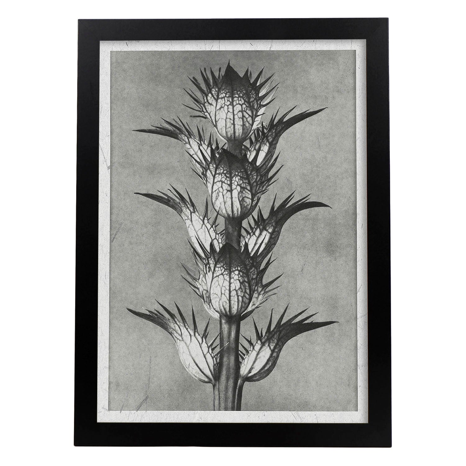 Lamina planta blanco y negro 50. pósteres con ilustraciones de flores y plantas en tonos grises. sin marco - a3