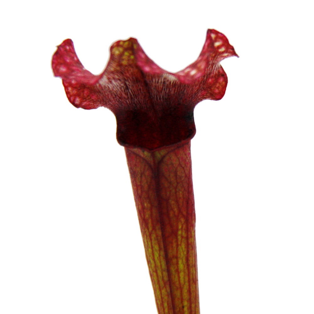 Plante tubulaire - Sarracenia 