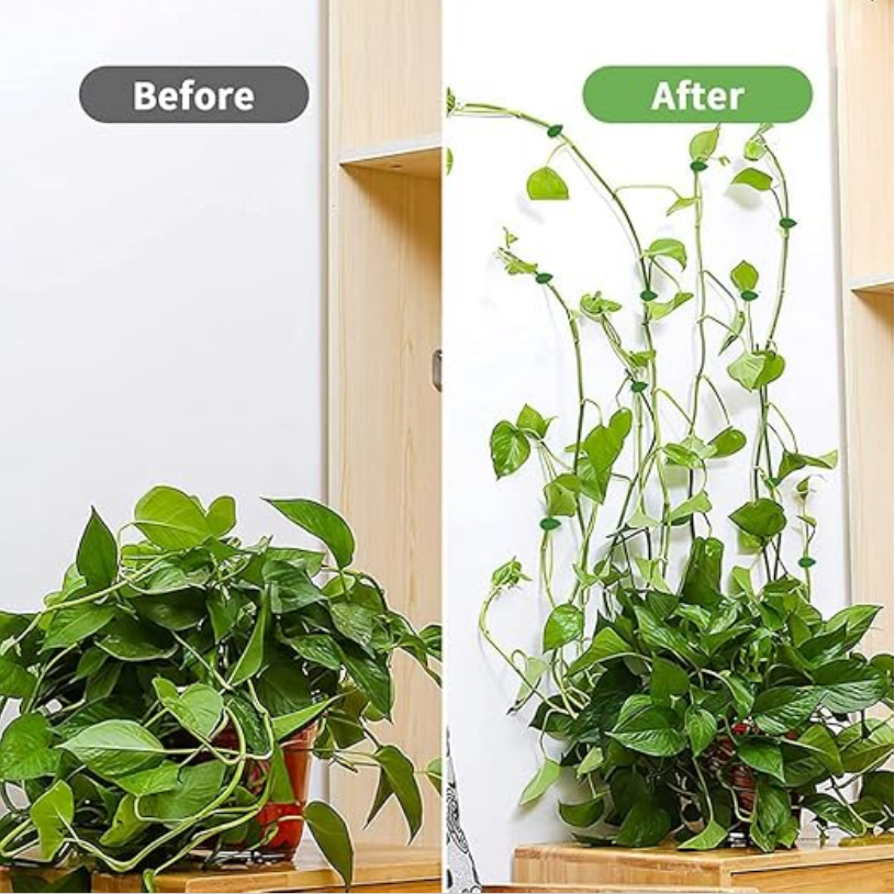 20 piezas de fijación invisible para pared de escalada de plantas, soporte de ratán para enredaderas, clips fijos para hojas - 4