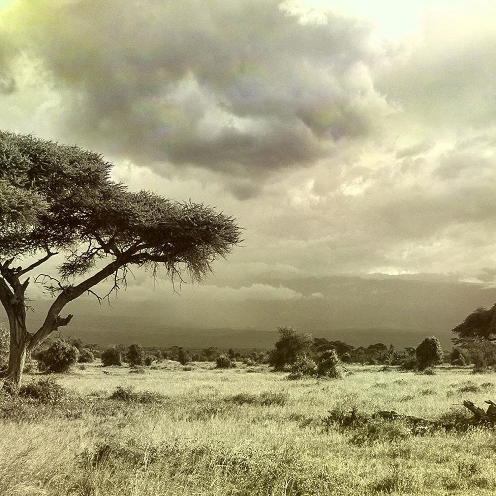 Tableau bois de savane - 120 x 80 cm - 3