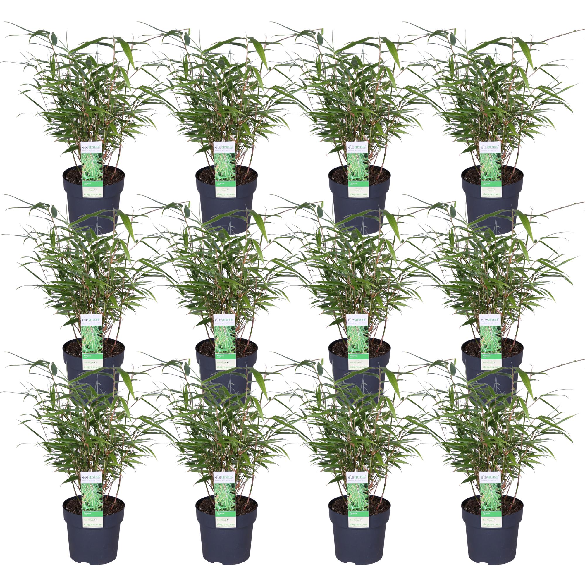 12x Bambus Fargesia rufa - Nierozrastający się - 40cm - Doniczka Ø14cm