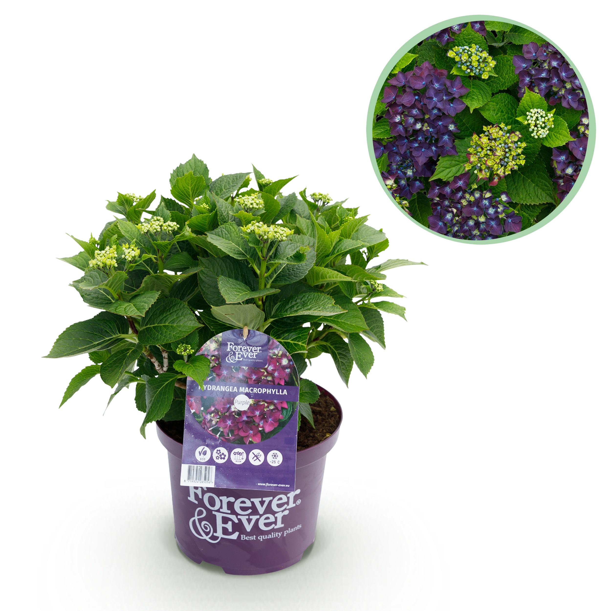 Hortensja Forever &amp; Ever Fioletowa – Hydrangea macrophylla – 7-12 kwiatów – Doniczka 23 cm – Wys 55 cm