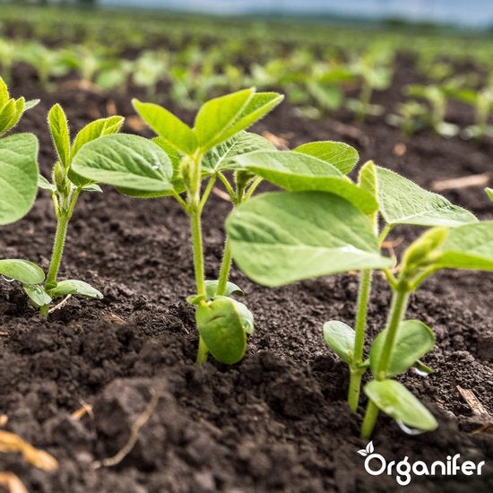 Amendement Du Sol Biochar - 10 Kg - 35 L - Organifer - Amendement Organique Du Sol - 8