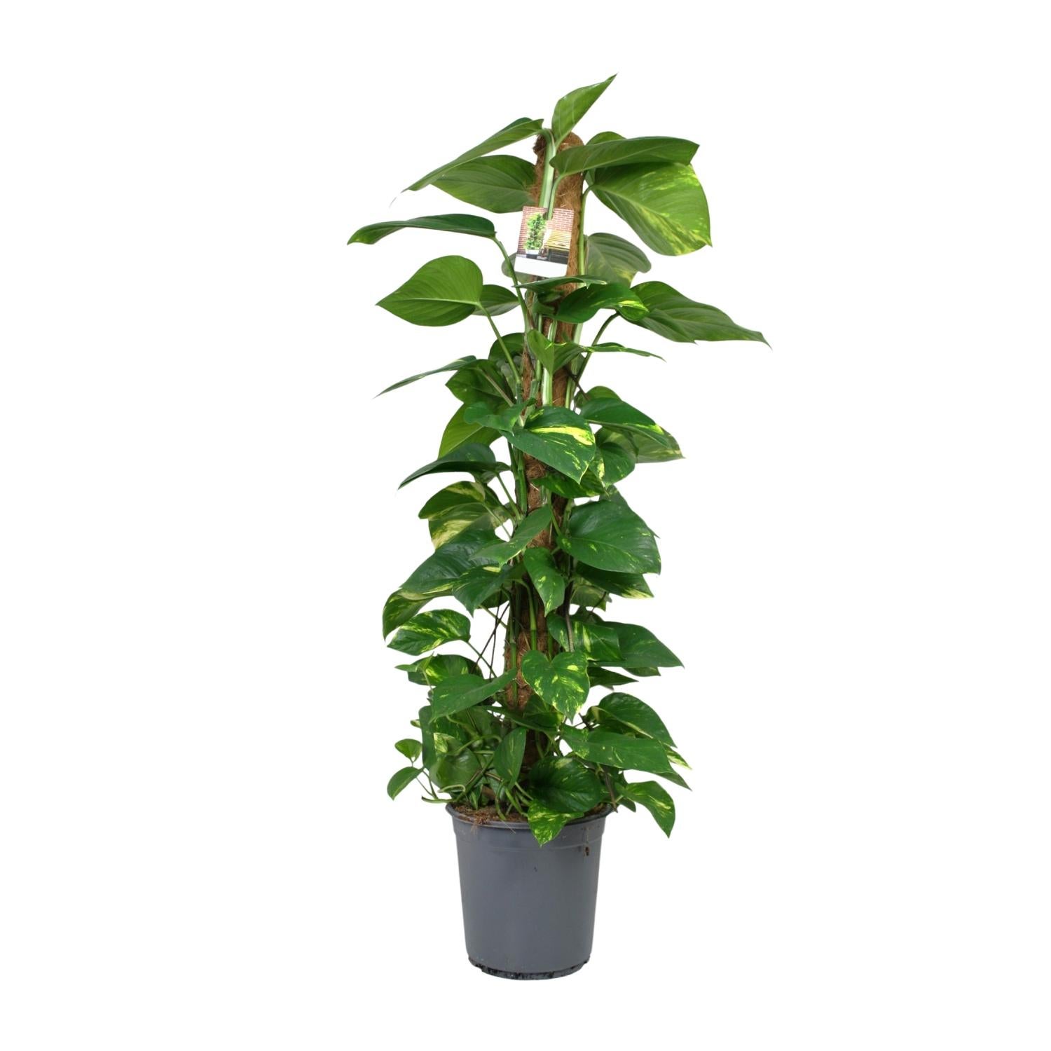 Scindapsus Epipremnum – Roślina doniczkowa Ø24cm Wysokość 120cm Liście zielone