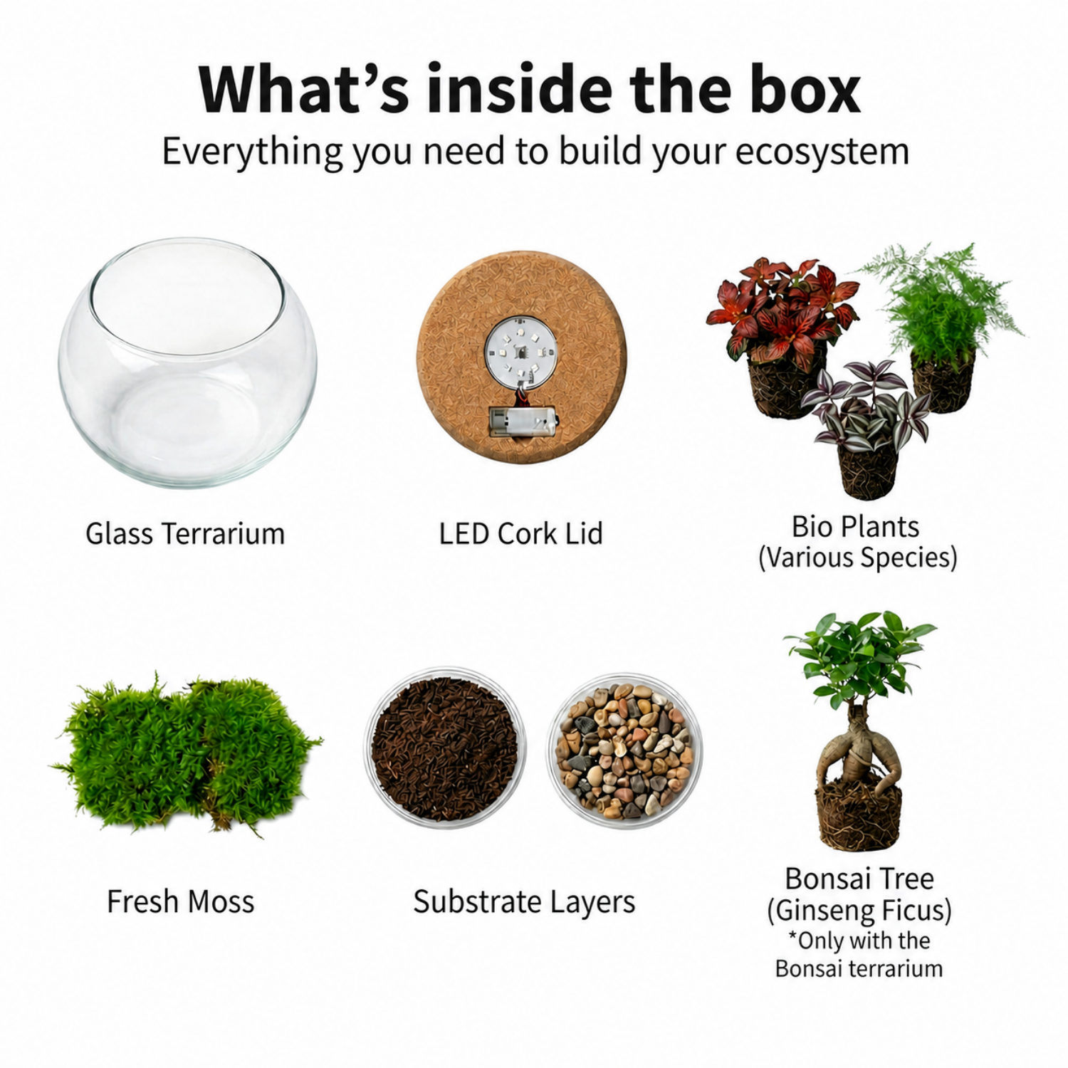 Bonsai Terrario Ecosistema 'Biodome' Ø25 cm - Chiuso e Autosufficiente - Idea Regalo Originale ed Ecologica, senza Cure - 5