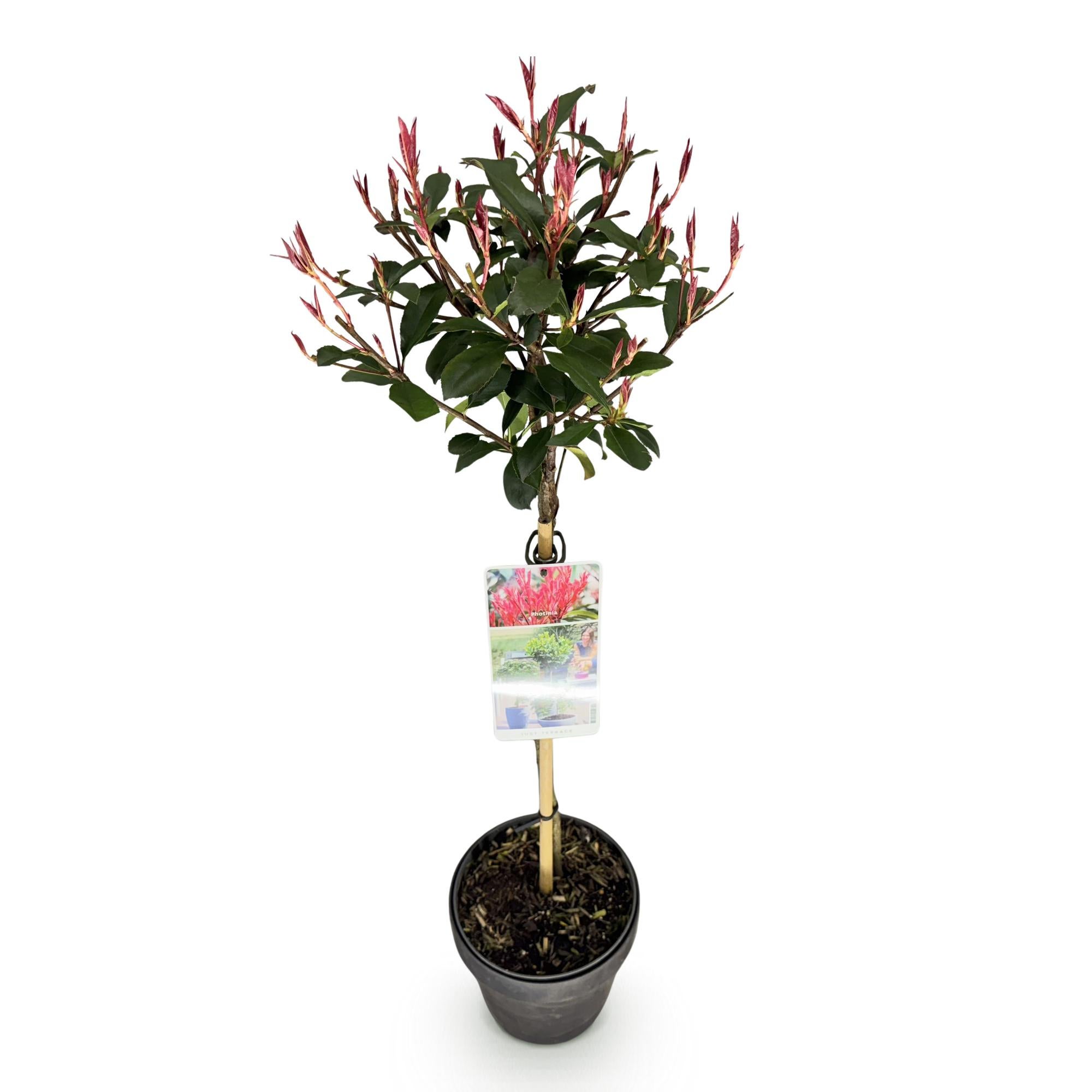 philodendron definition Philodendron Florida Bronze main image 1