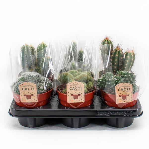 Cactus Mix P12 - 6 roślin Ø12cm - 20cm - Różne Kolory i Kształty - Roślina Doniczkowa