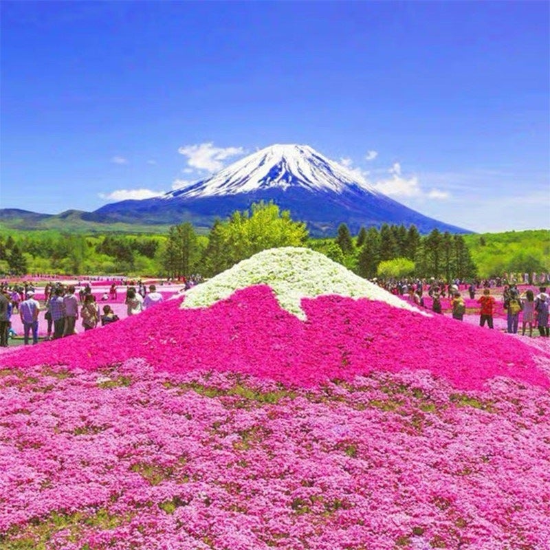 Un lot de 1&nbsp;000 graines de phlox rose Shibazakura, résistantes à l'hiver, idéales pour les jardins et les balcons. - 2