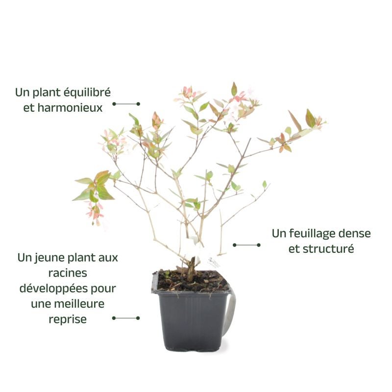Abélia x grandiflora (Abelia x grandiflora) - Godet - Taille 13/25cm - Pépinières Naudet - 3