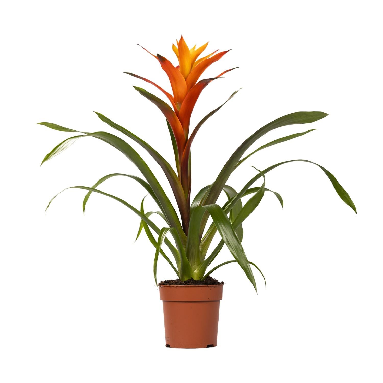 Guzmania Variada - Roślina tropikalna doniczkowa Ø12cm ↕50cm z barwnymi kwiatami