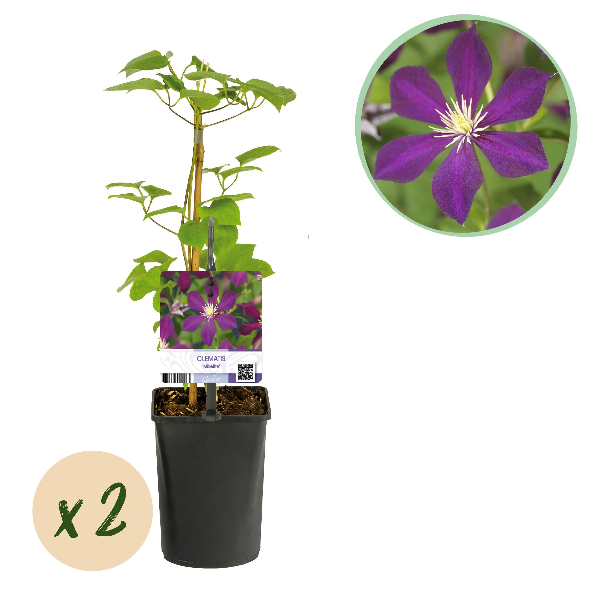 Green boutiQ Powojnik Mikelite – Pnącze o fioletowych kwiatach – Mało wymagające – 2 rośliny – Doniczka 11 cm – Wys 40 cm