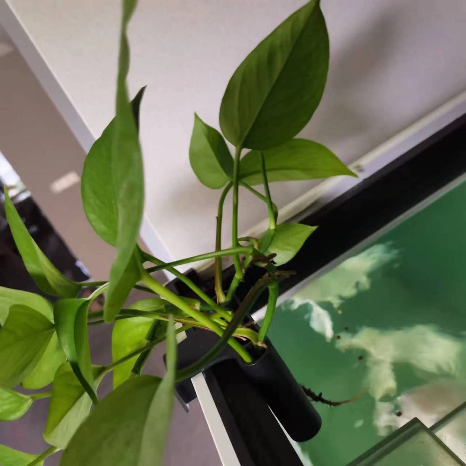 2 pçs titular da planta de aquário pendurado titular da planta aquática decorações do tanque de peixes com gancho integrado (gancho curto) - 5