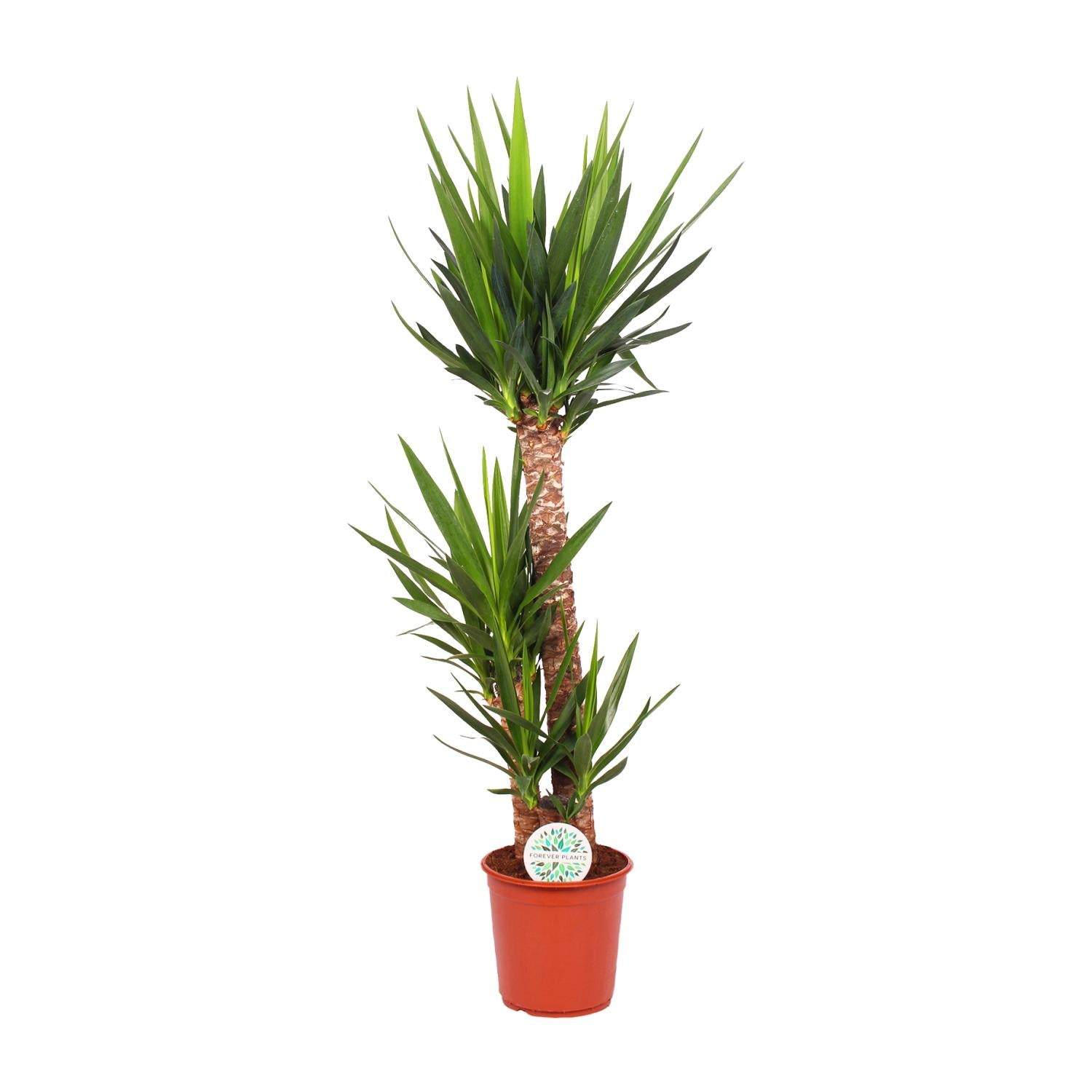 Yucca Elephantipes 24 cm - Roślina doniczkowa 125 cm - Długie i sztywne liście