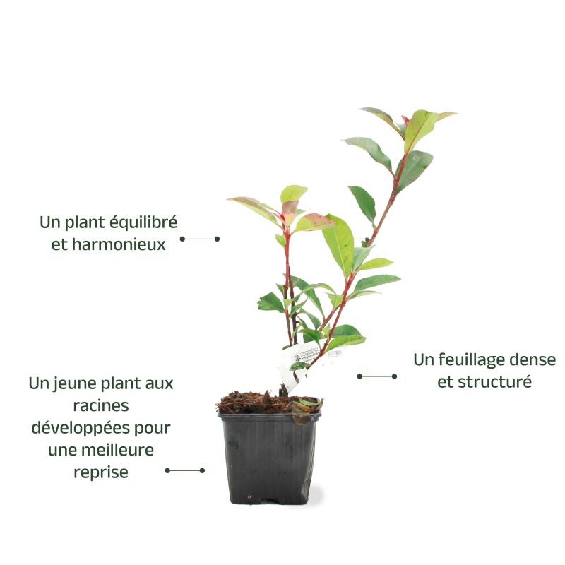 Photinia de fraser 'Robusta Compacta' (Photinia x fraseri 'Robusta Compacta') - Godet - Taille 13/25cm - Pépinières Naudet - 3