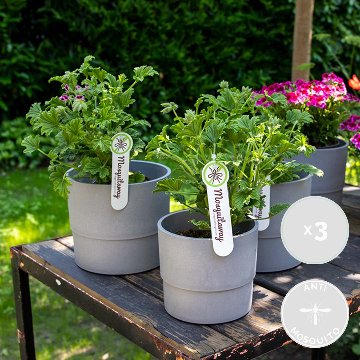 Lot de 3 - Pelargonium Graveolens - Géranium citronné - Anti-moustique - H. 15-30 cm - P. 10,5 cm - 2