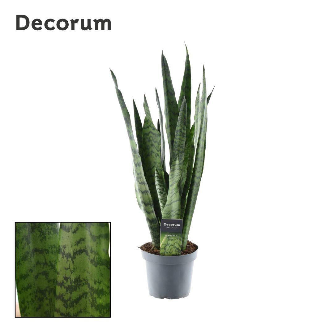 Sansevieria Zeylanica (Decorum) - Roślina do wnętrz - Doniczka Ø14cm - Wysokość ok. 55cm
