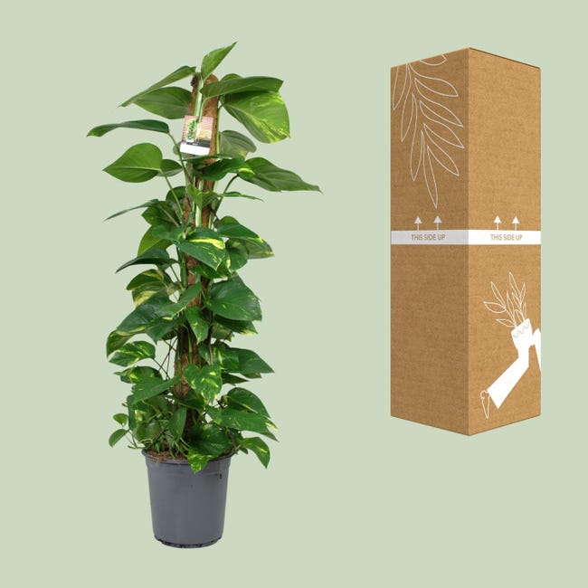 Pothos Scindapsus Aureus - Lunghezza Pianta 55/60 cm, Vaso Basket Diametro 20 cm | Leroy Merlin Pothos Scindapsus Aureus - Lunghezza Pianta 55/60 cm, Vaso Basket Diametro 20 cm | Leroy Merlin