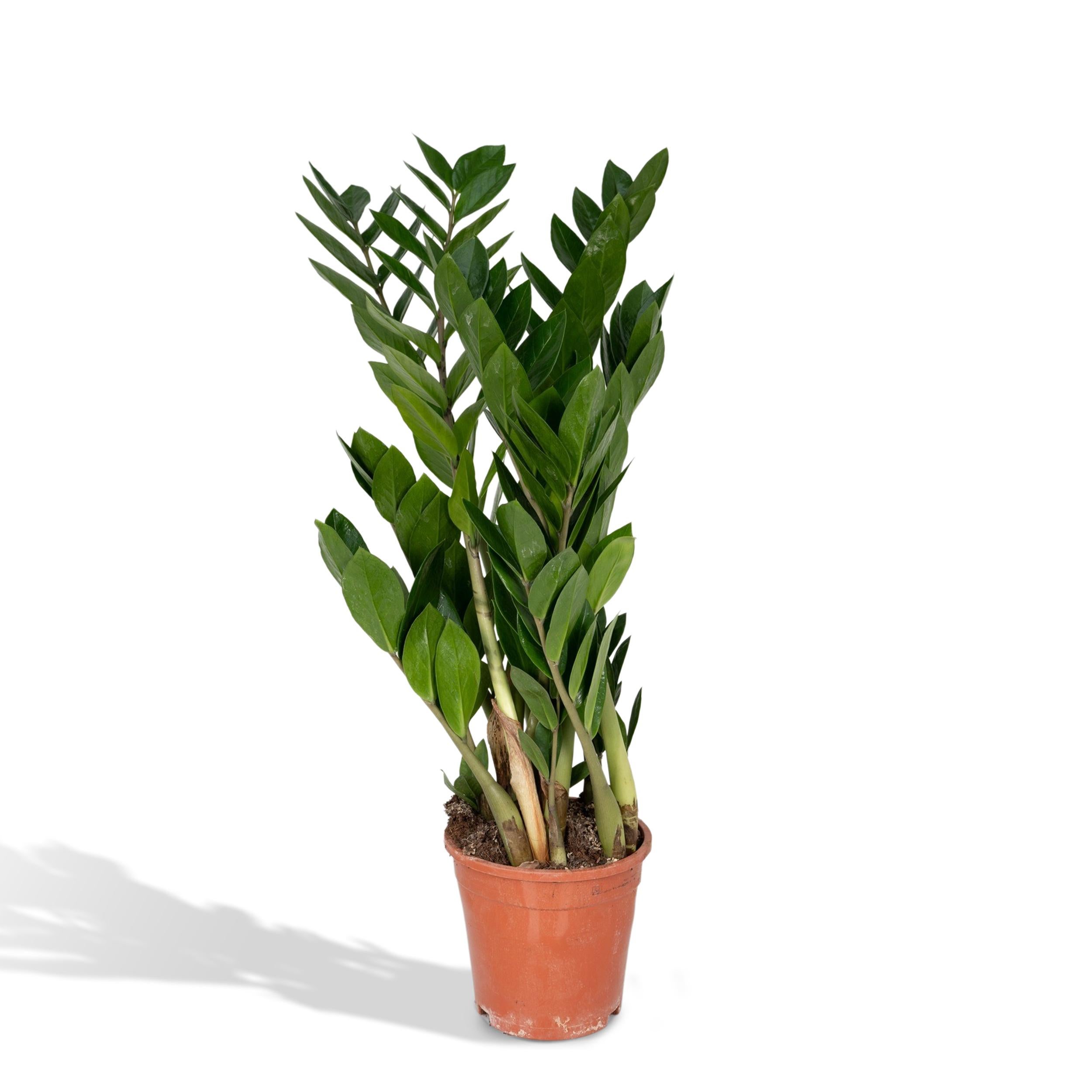 Zamioculcas Zamiifolia - Łatwa roślina doniczkowa - Doniczka Ø17 cm - Wysokość 70 cm