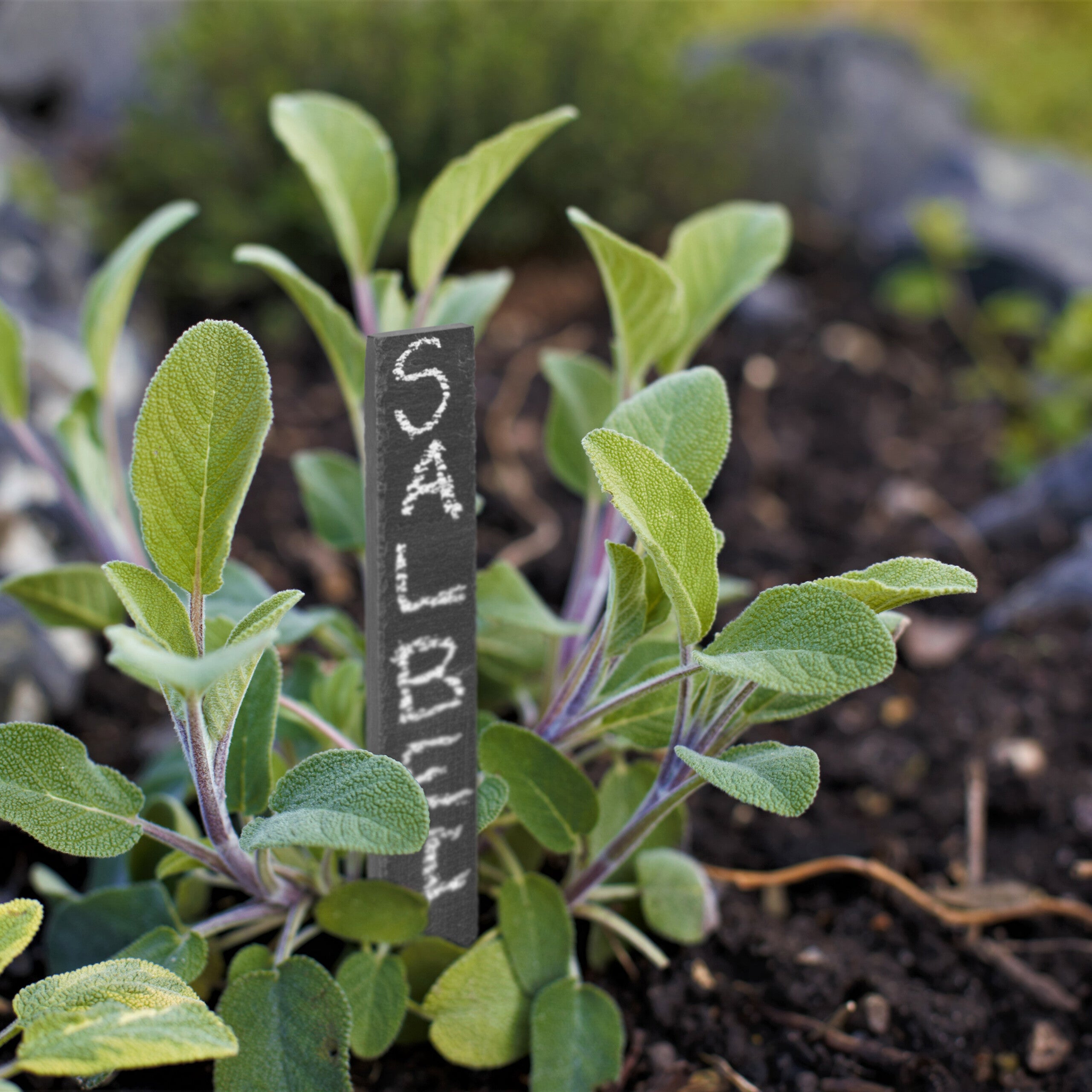 Étiquettes pour plantes en ardoise, lot de 10, inscriptibles pour jardin et potager, 20 x 3 x 0,5 cm, anthracite, Relaxdays - 2