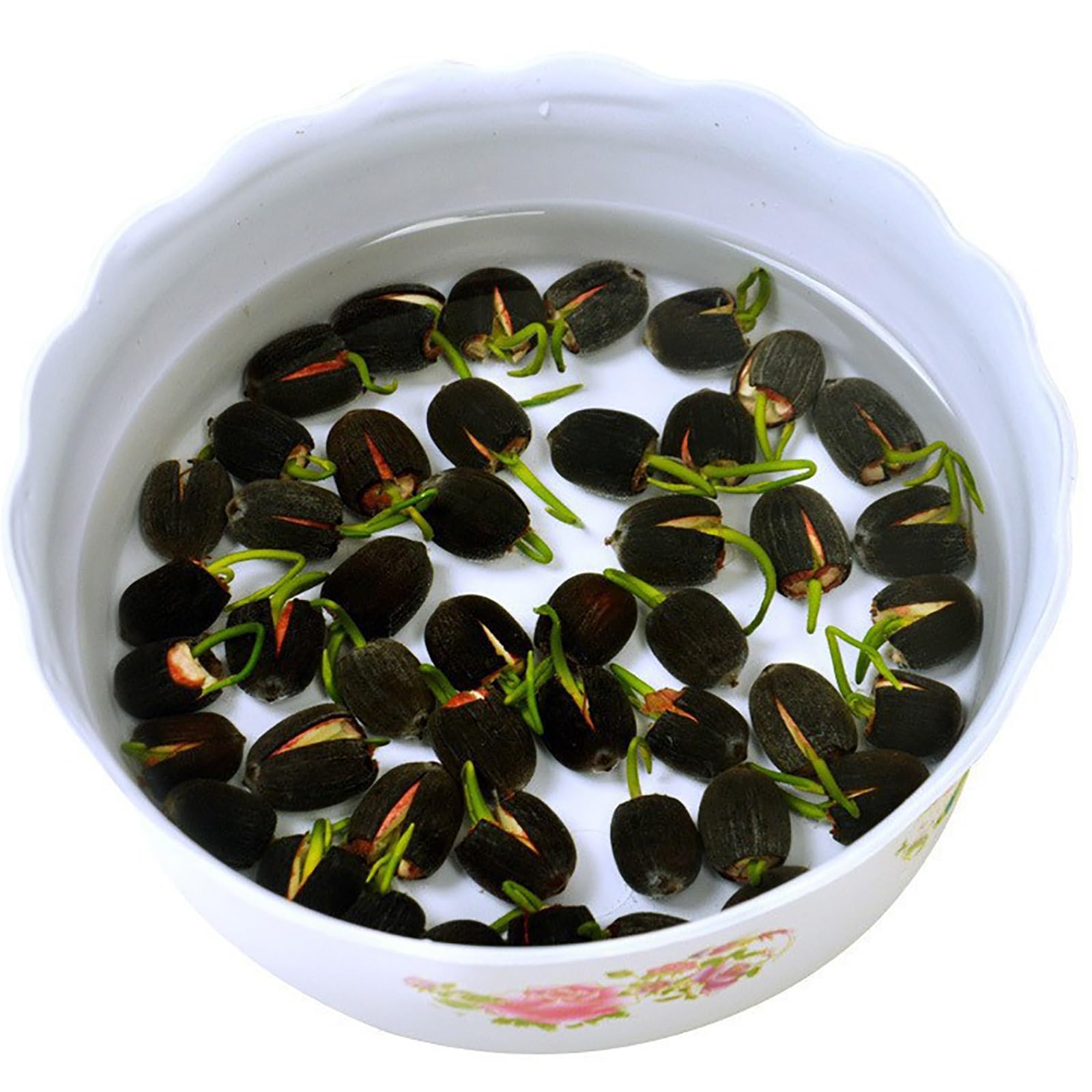 60 graines de lotus, mélange de couleurs, pour semis, lotus aquatique, plantes fleuries, pour culture aquatique, jardin - 6