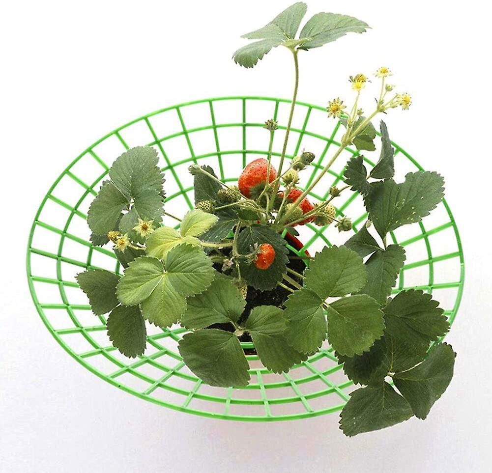 Cage de soutien pour plants de fraises, 10 pièces, grille d'escalade, support pour balcon, support pour fruits - 4