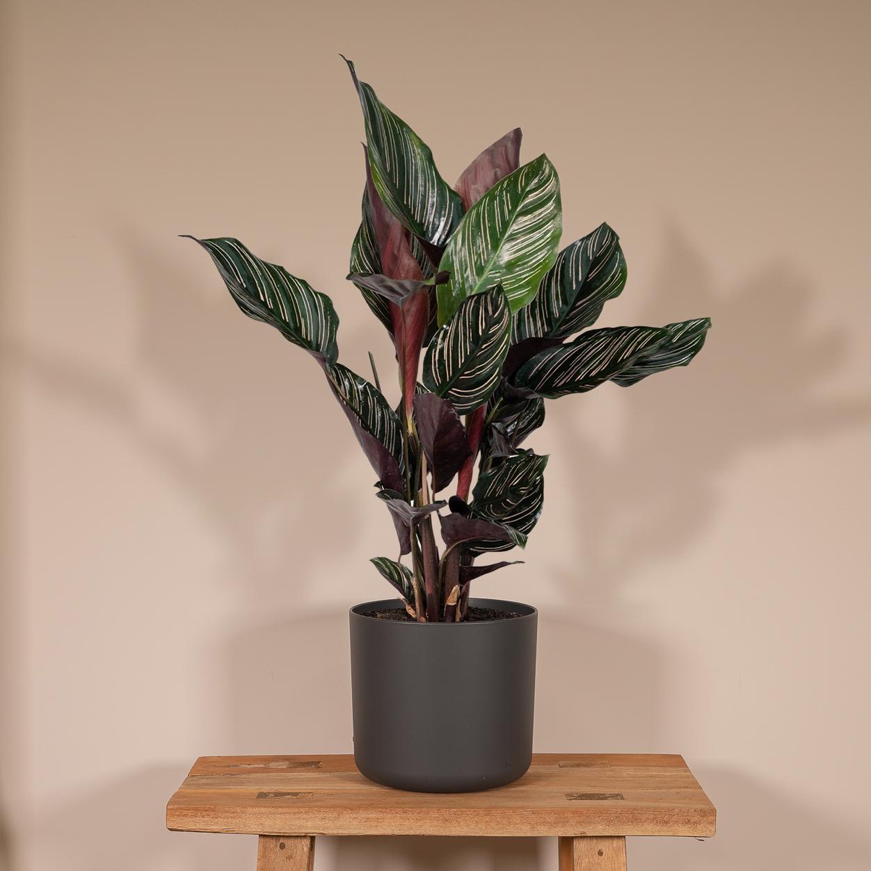 Calathea Ornata - Rolina doniczkowa 14 cm - 50 cm, dekoracyjne paskowane  licie - Leroy Merlin