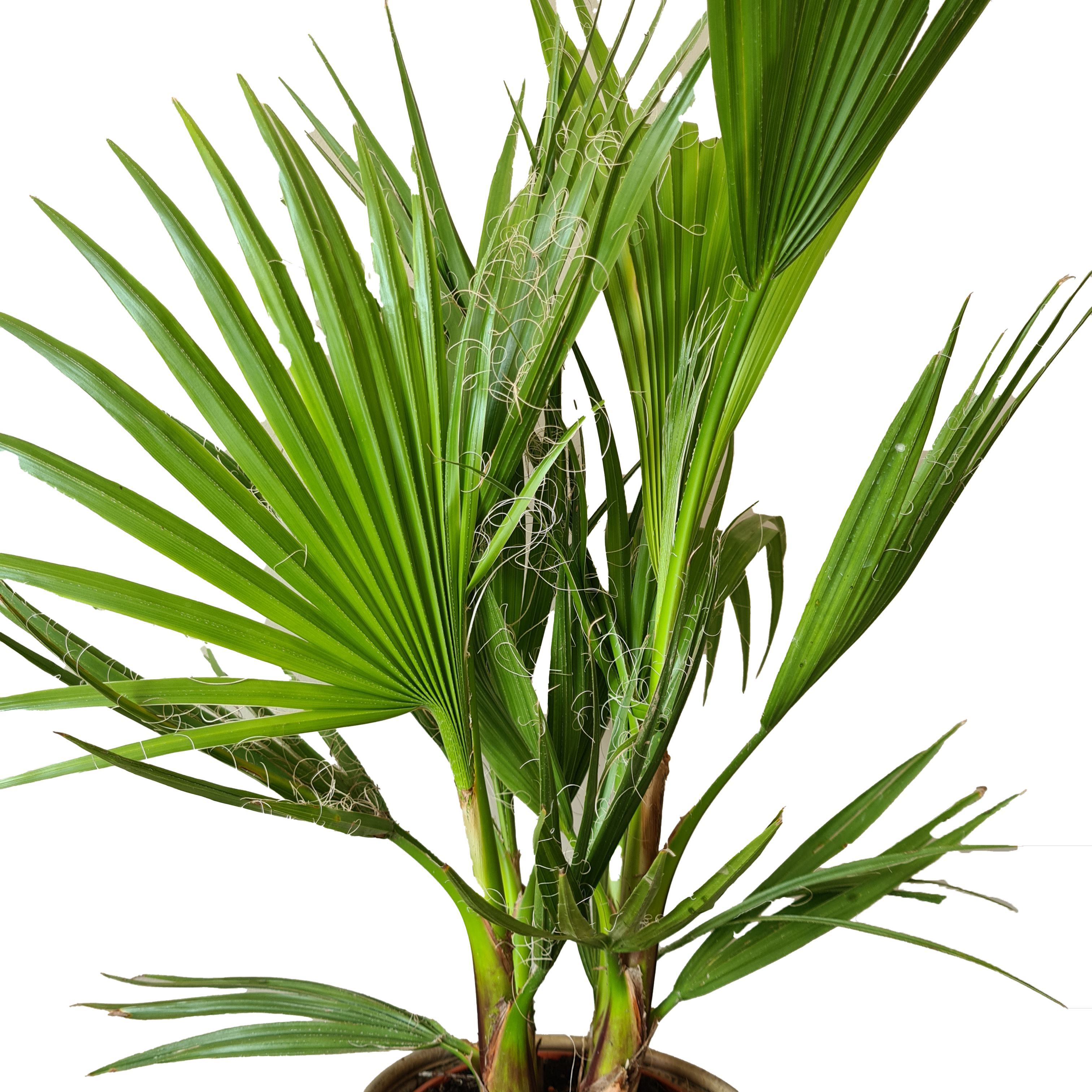 Lot de 2 - Washingtonia Robusta - Palmier éventail mexicain - H. 80-100 cm - P. 21 cm - 3