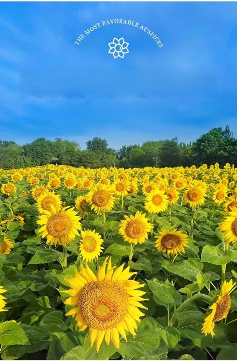 100 graines de tournesol, graines de tournesol, tournesol nain, semis et floraison quatre saisons,convient aux jardins,potagers et balcons extérieurs - 3