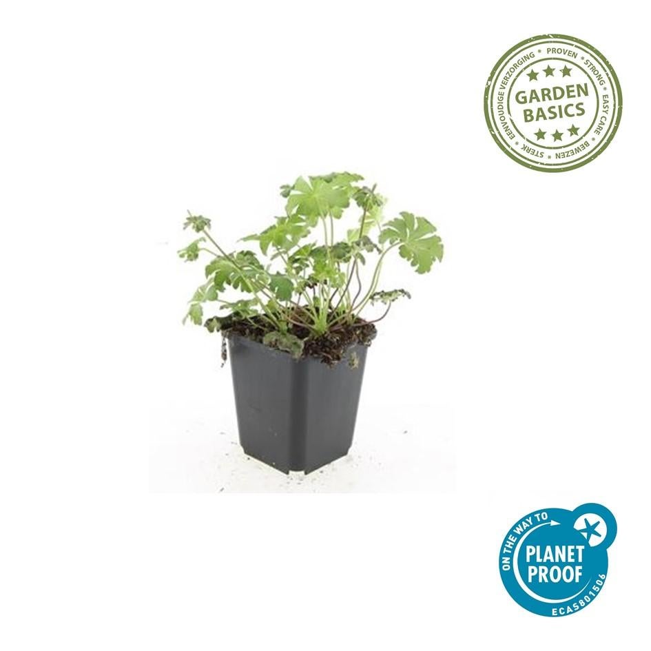 6x Géranium cantabrigiense 'Cambridge' – Plante vivace couvre-sol 10-25 cm – Fleurs roses et feuillage aromatique - 2