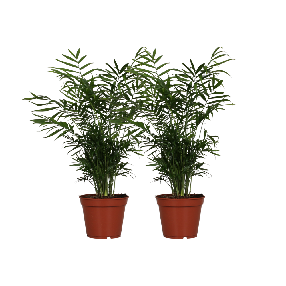 Chamaedorea Elegans - Palma doniczkowa 2 sztuki - Wysokość 55 cm - Doniczka Ø17 cm