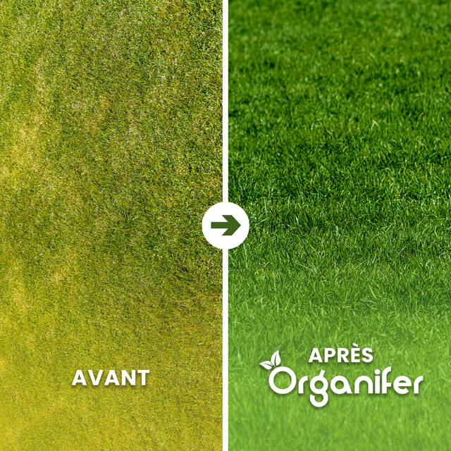 Semences De Gazon Résistantes À La Sécheresse - Arida - 15 Kg Pour 750 M2 - Organifer - 2