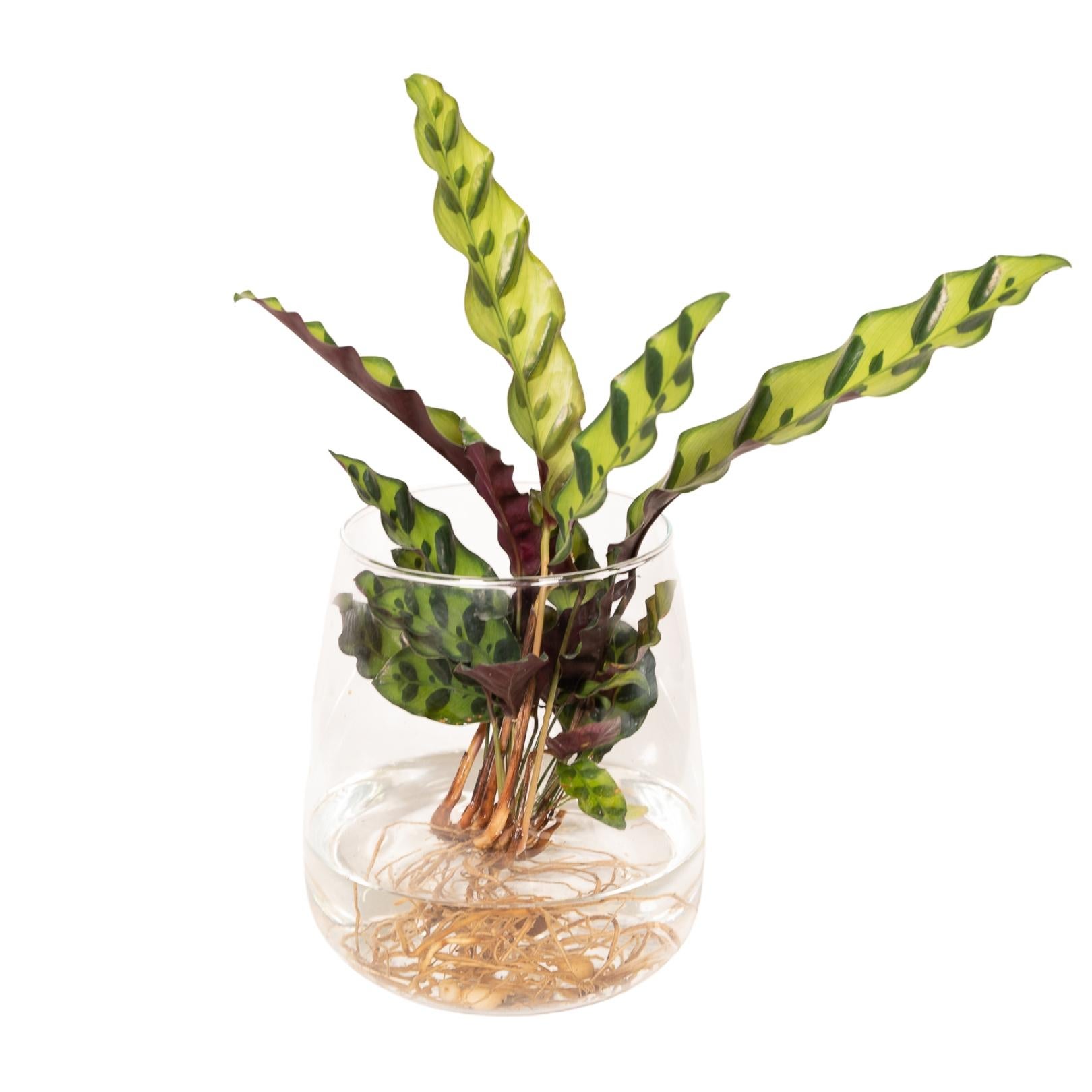 Calathea Insignis w szkle Kingston Ø12 cm H30 cm – Roślina hydroponiczna doniczkowa z ozdobnymi zielonymi liśćmi