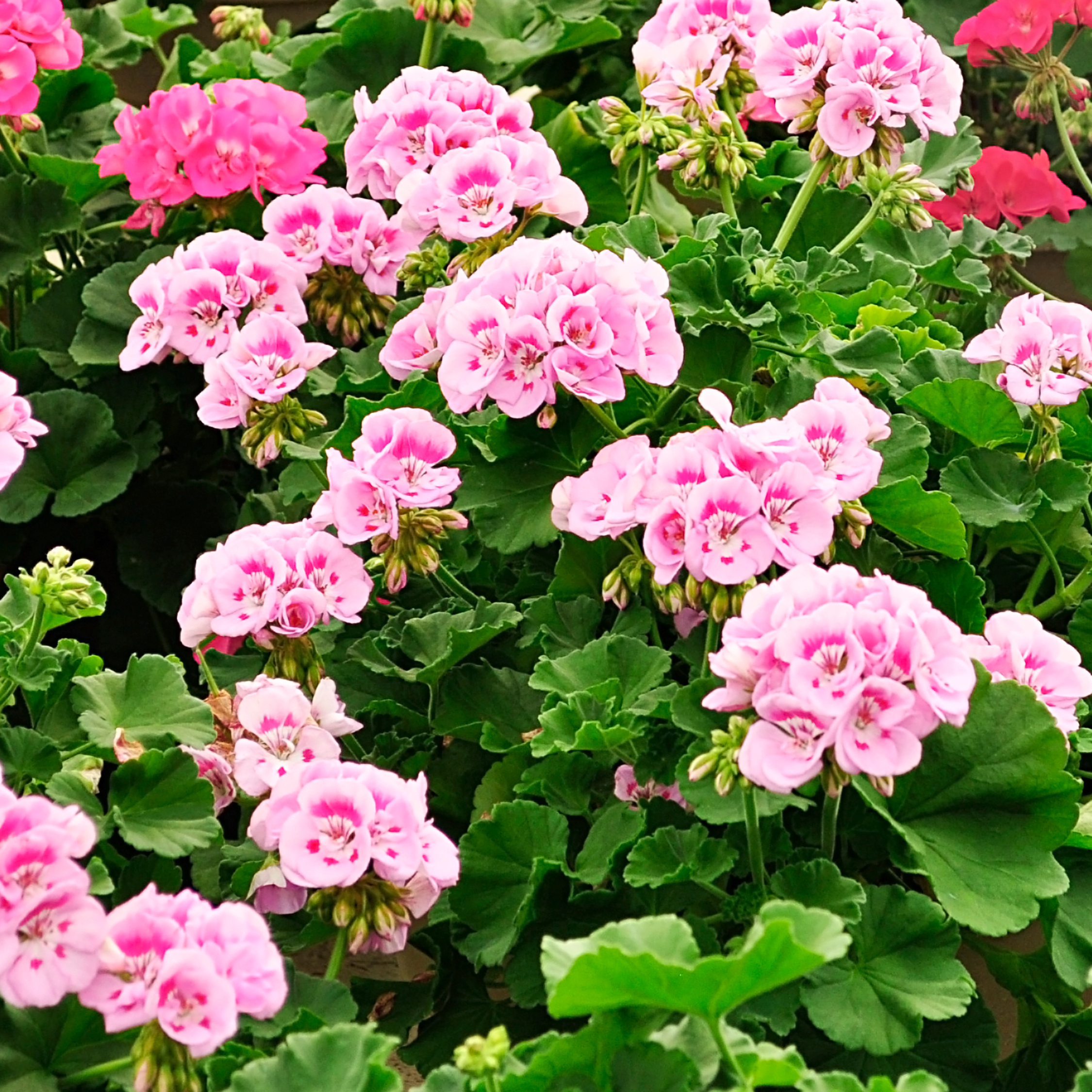 Geranio Rosa Profumato - 3 Pezzi - Pelargonium - Altezza 15-25cm - ⌀10cm - 3