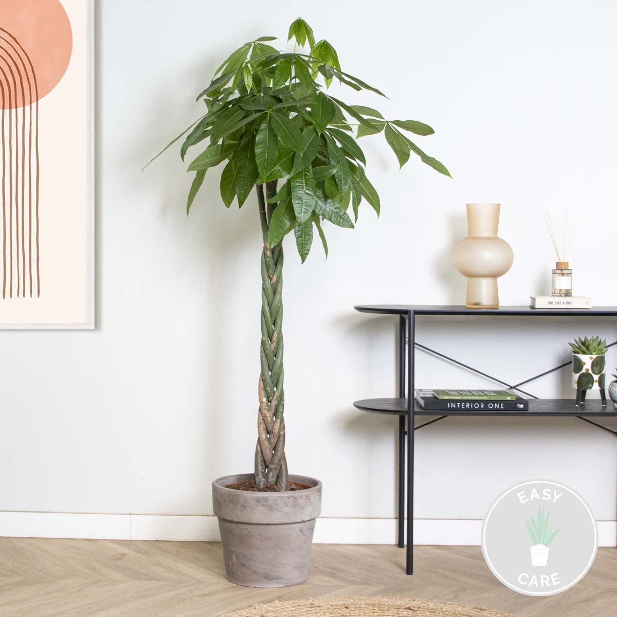 Pachira Aquatica - Arbre à argent - Cacao d’eau - 120-140 cm de haut - Pot 27 cm - 2