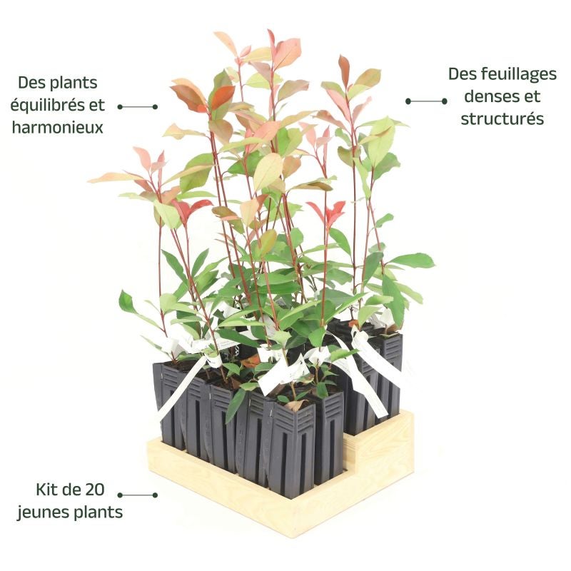 20 Photinias (Photinia Fraseri 'Red Robin') - Haie de Photinia - - Pépinières Naudet - 4
