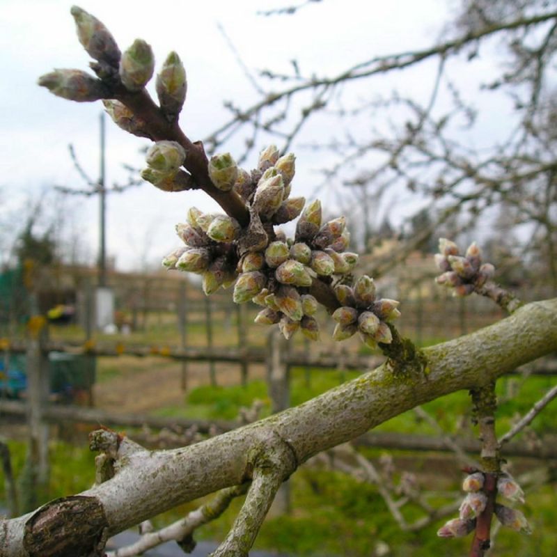 Amandier (Prunus dulcis) - Godet - Taille 20/40cm - Pépinières Naudet - 2