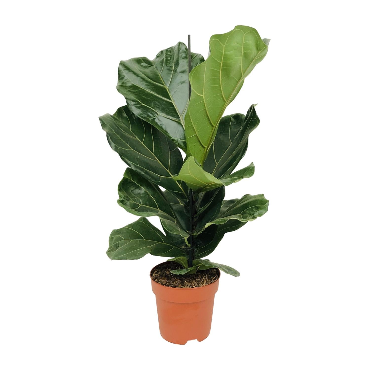 Ficus Lyrata - Roślina doniczkowa 17 cm - Wysokość 75 cm