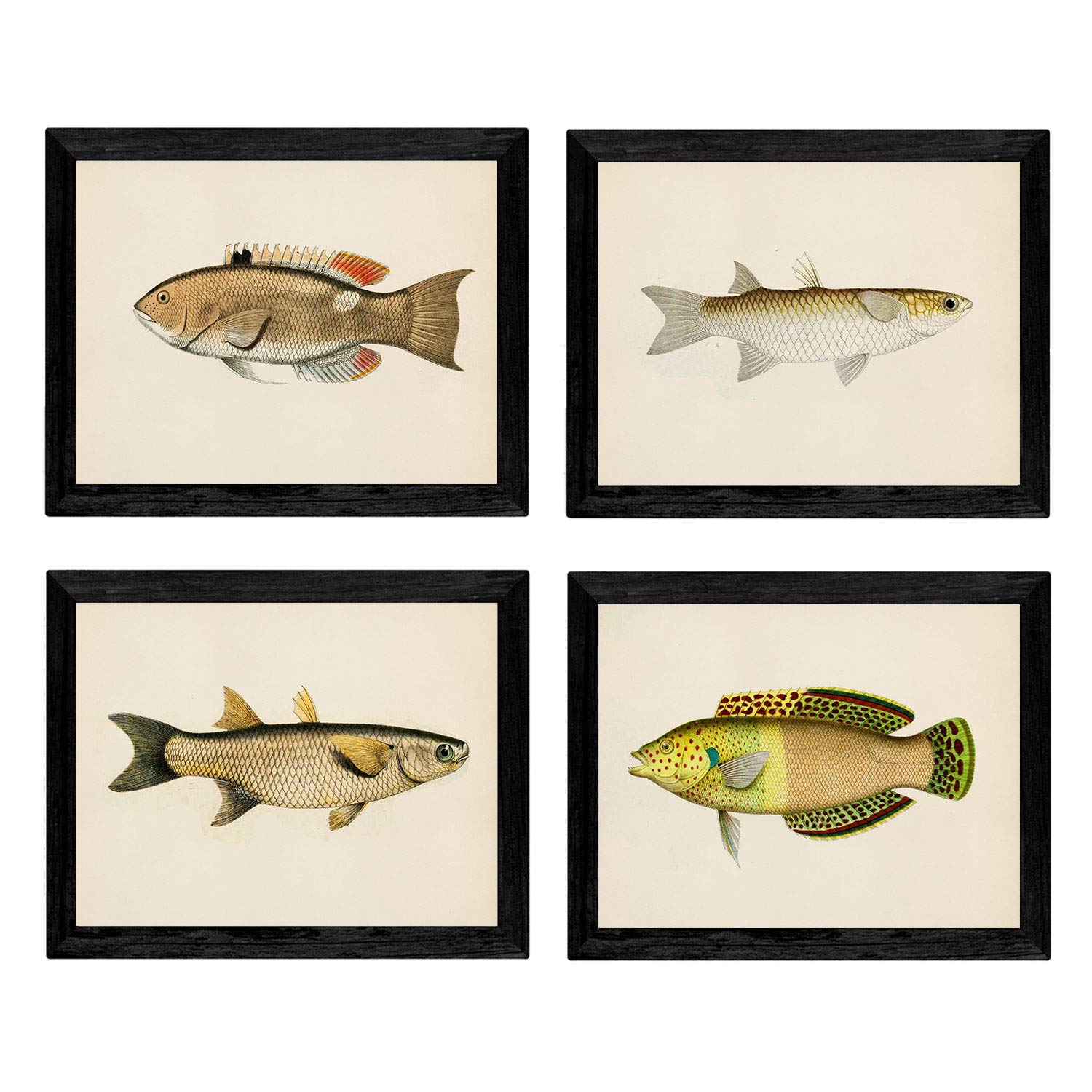 Lot De 4 Affiches Poissons Vintage A4 - Papier 250 G, Impression Qualité, Sans Cadre (fait En Espagne)