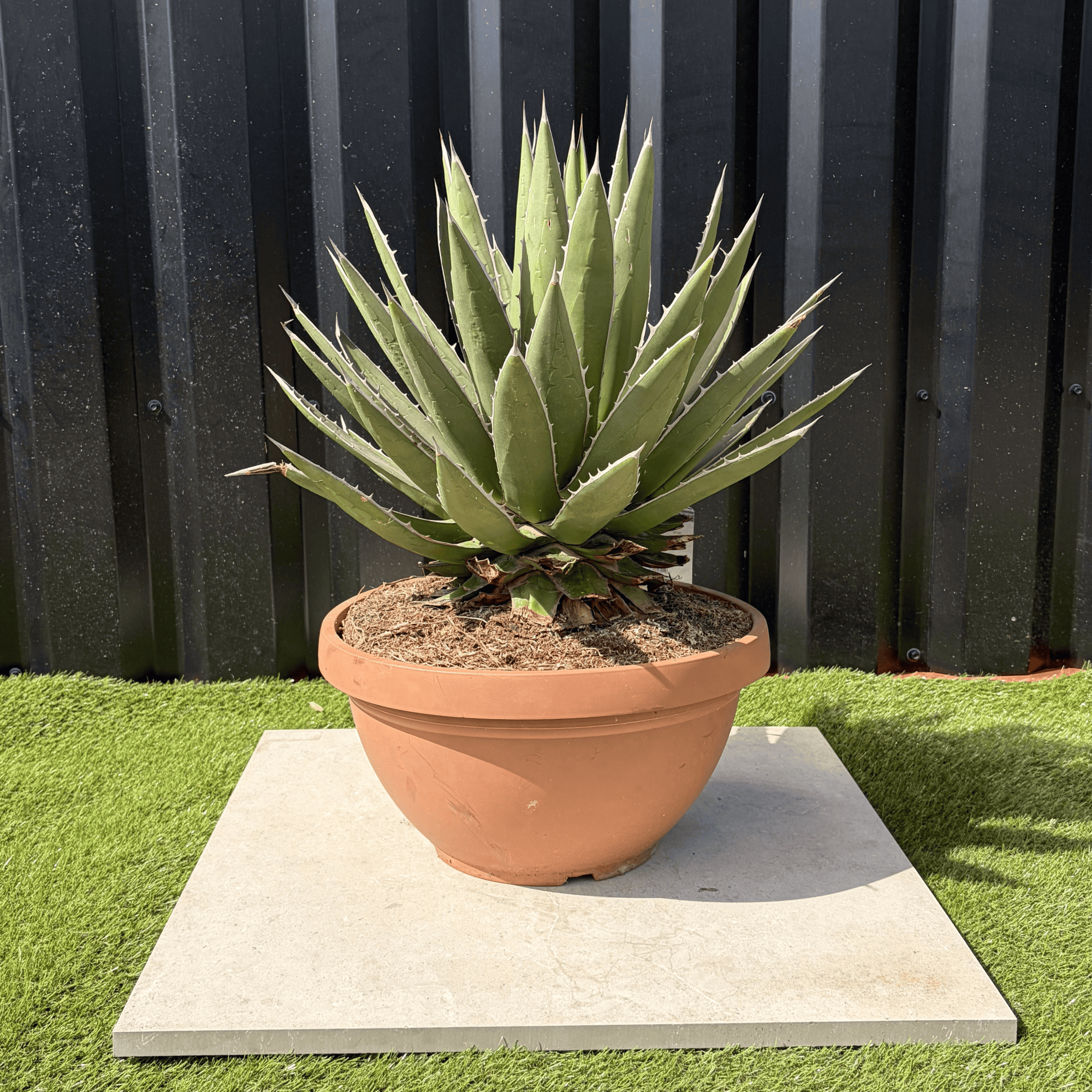 Agave Ghiesbreghtii Pot 14 Litres Hauteur 60 cm | Leroy Merlin