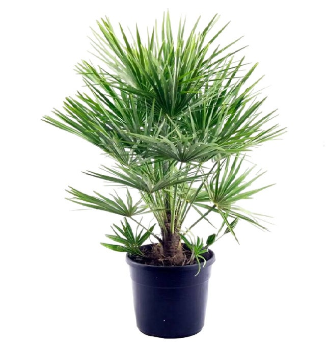 Chamaerops Humilis PALMA NANA in vaso 24 cm AMDGarden