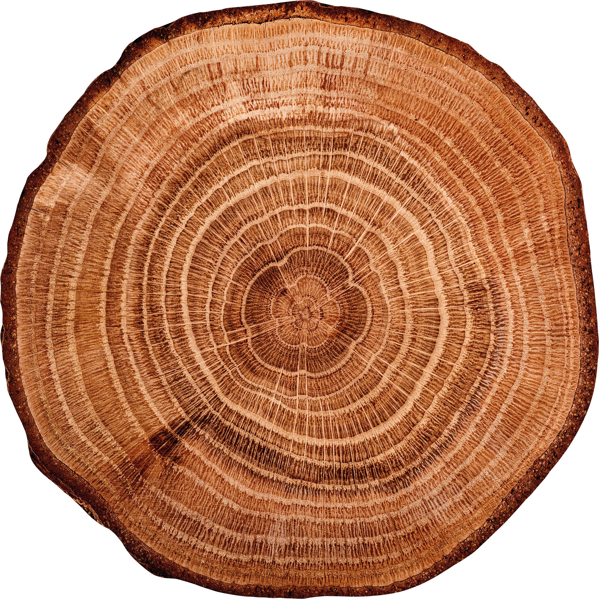 Lot de 4 sets de table/ Bois naturel / 38 cm - ROND/ Créé et fabriqué en France / DADA ART - 3