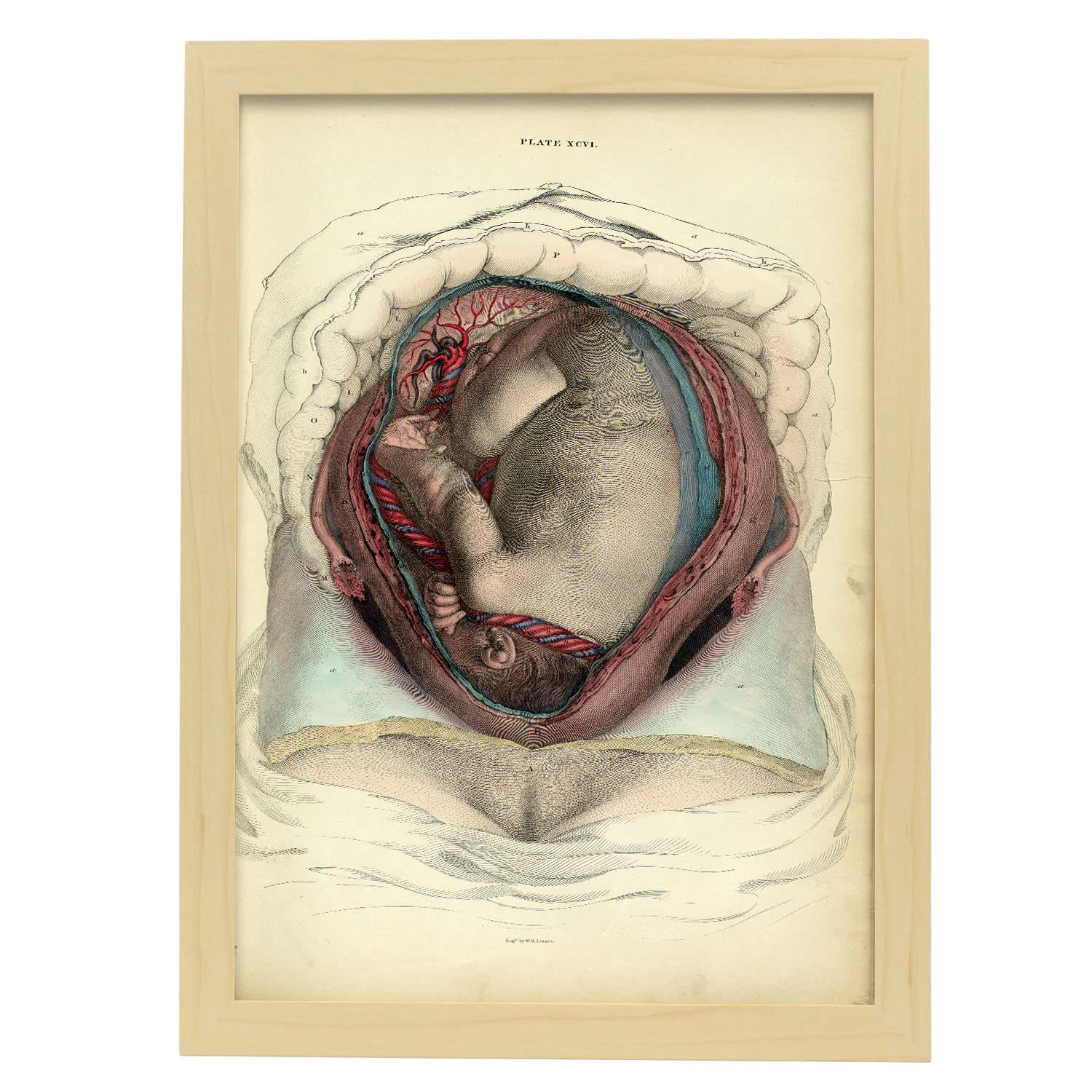 Nacnic póster de útero con feto ilustraciones decorativas de anatomía y medicina en estilo vintage diseño y tamaño a3 con marco color madera