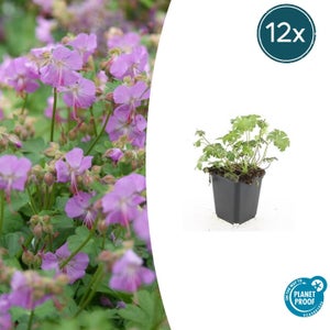 Azalée Caduque Knaphill Orange 40-50 Cm En Pot - Rhododendron à Fleurs Orange Vif Automne Rouge