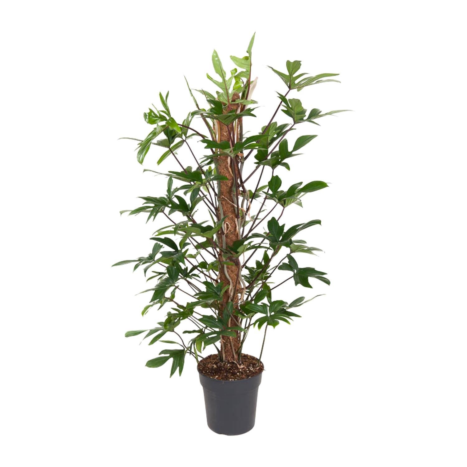 Philodendron Pedatum roślina doniczkowa Ø24cm wysokość 120cm liście dekoracyjne łatwa pielęgnacja