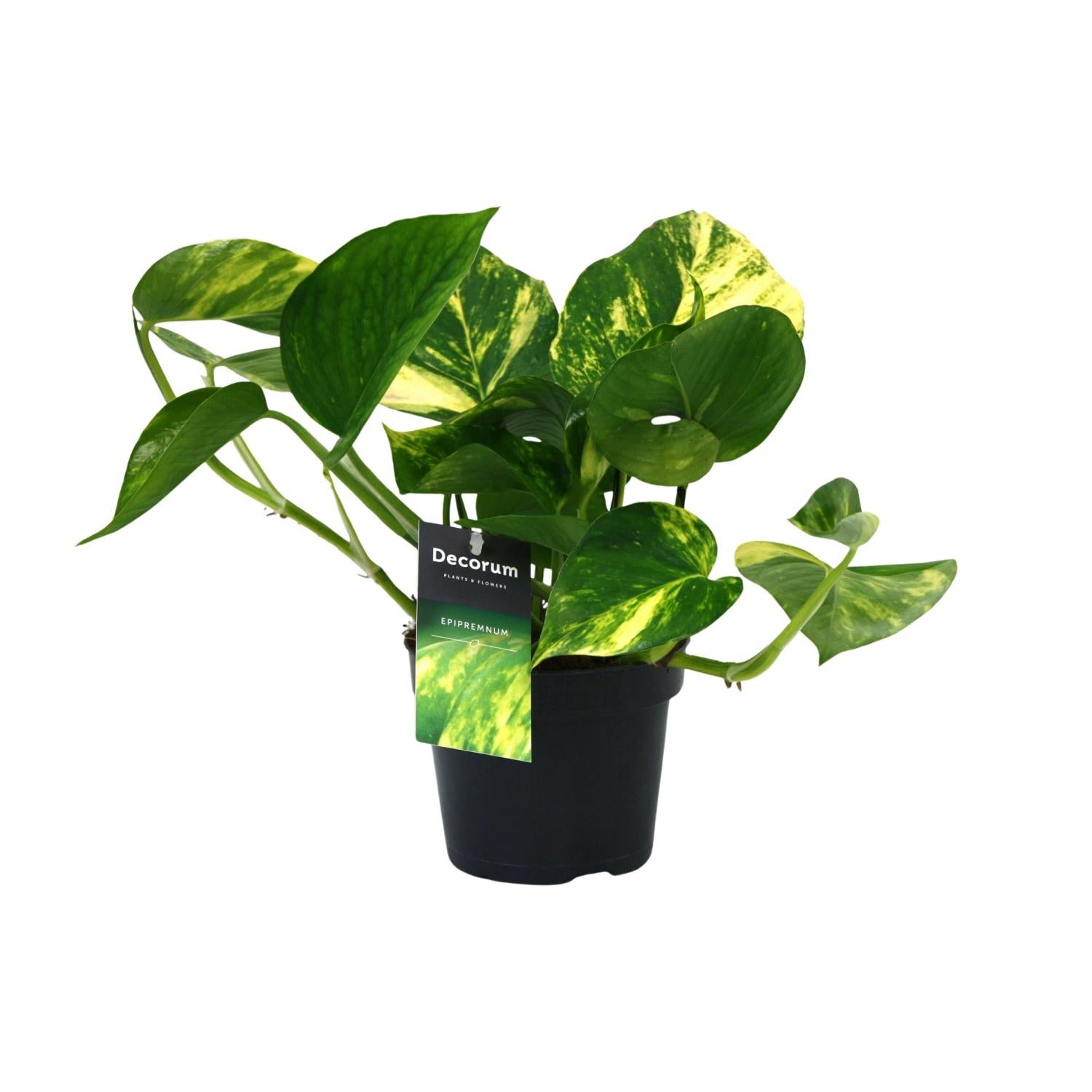 PROMO - Scindapsus Aureum – Roślina doniczkowa Ø12cm wysokość 25cm liście błyszczące