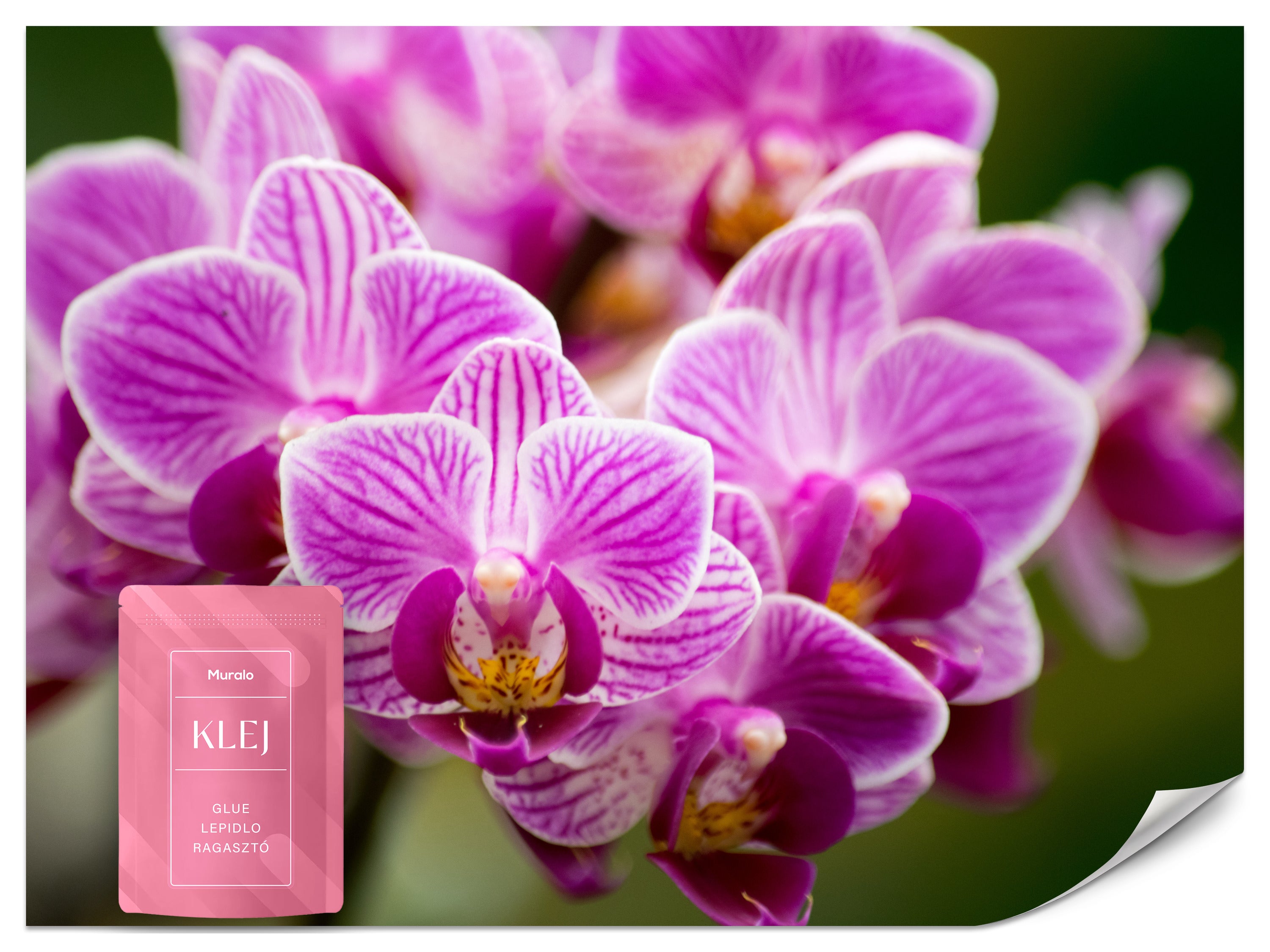 FOTOTAPETA DO SALONU RÓŻOWE STORCZYKI ORCHIDEA KWIATY NATURA 3D 500x350