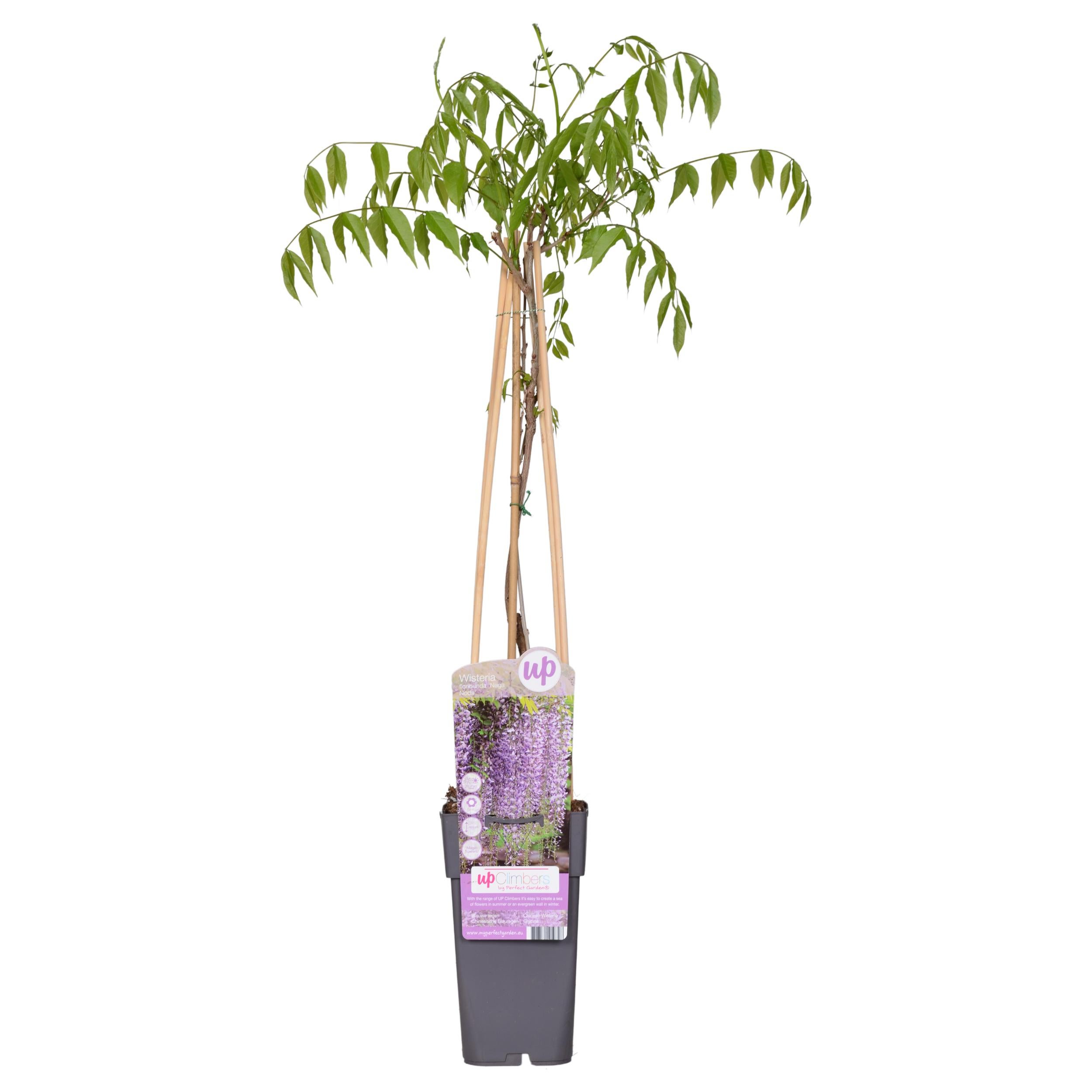 Wisteria floribunda 'Noda' - Glicynia podwójne fioletowe kwiaty - 15cm - 65cm